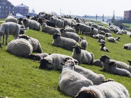 Schafe auf dem Deich in Norddeich