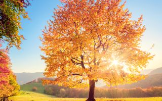 Indian Summer in Deutschland - ©Leonid Tit/stock.adobe.com