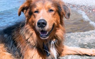 Toben und planschen am Hundestrand in Fischland Darß