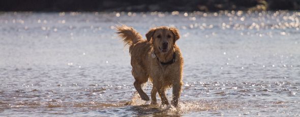 Themenbox Urlaub mit Hund am See