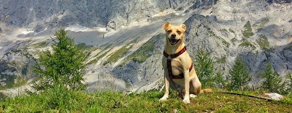 Hundefreundliche Ferienwohnungen und Ferienhäuser im Bayerischen Wald