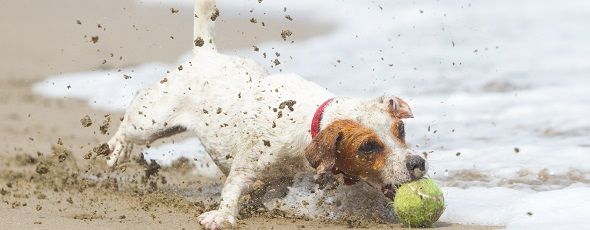 Ferienwohnung Ferienhaus Auf Sylt I Bestfewo