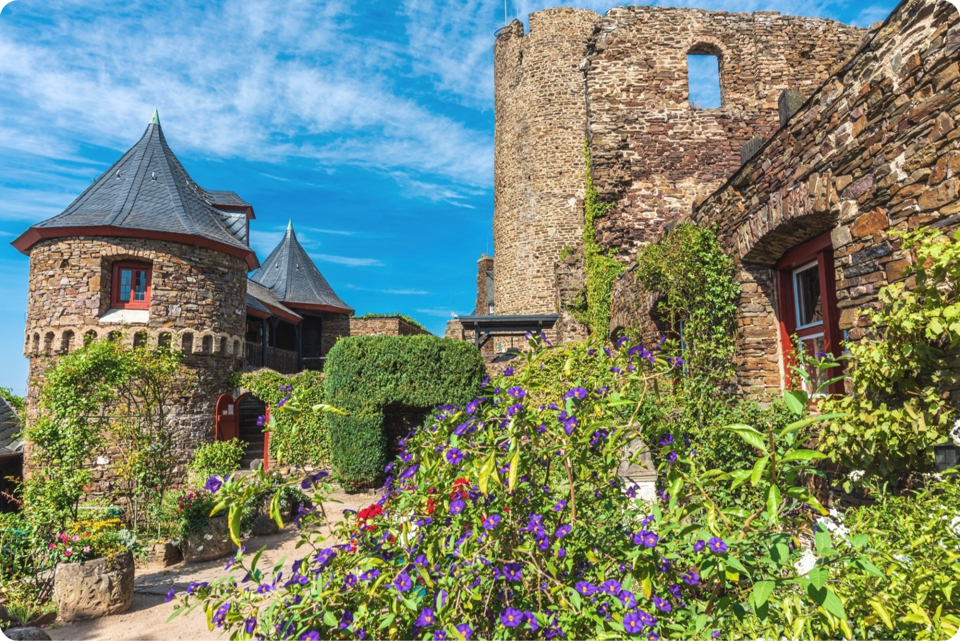 Die Burg Thurant über Alken an der Mosel 