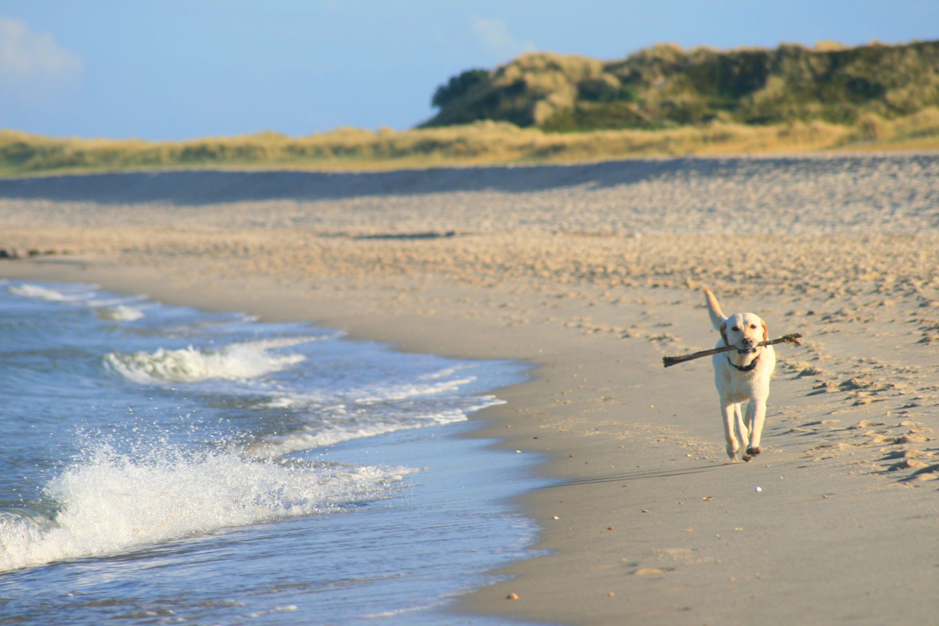 Der Hundestrand Timmendorfer Strand liegt direkt an der Strandallee