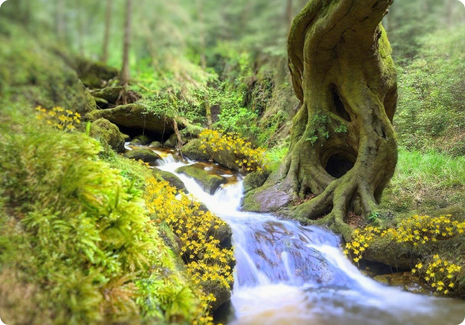 Bachlauf in der Wutachschlucht