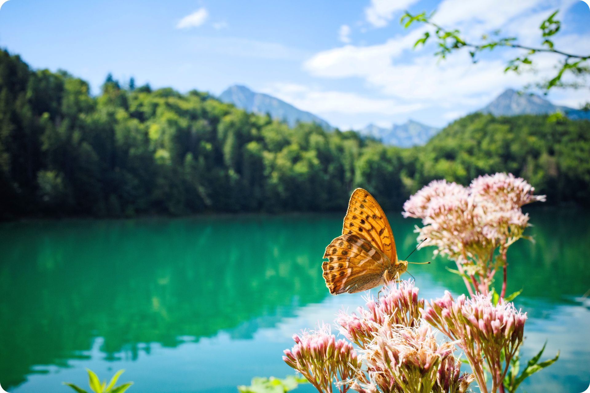 Der Alatsee in Bayern Der Alatsee in Bayern