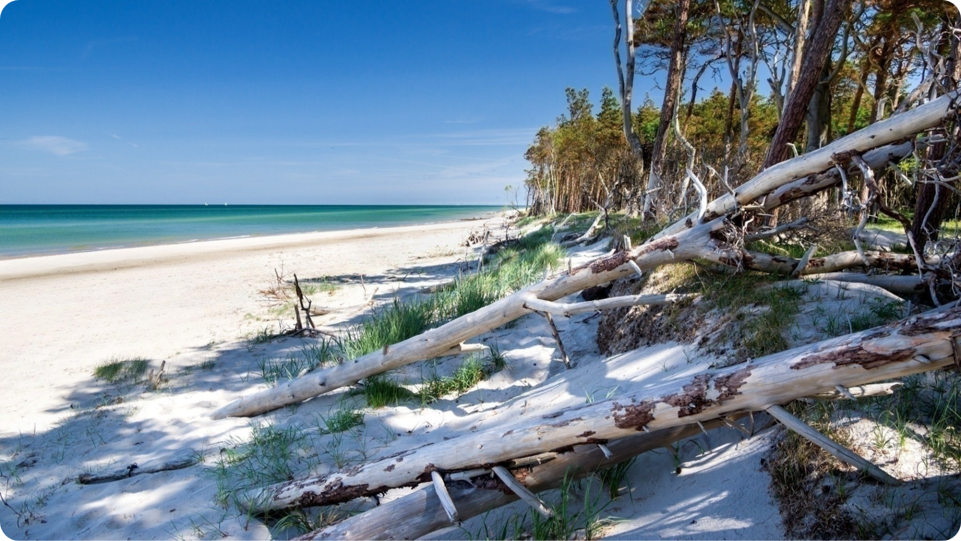Strand Darsswald Zingst
