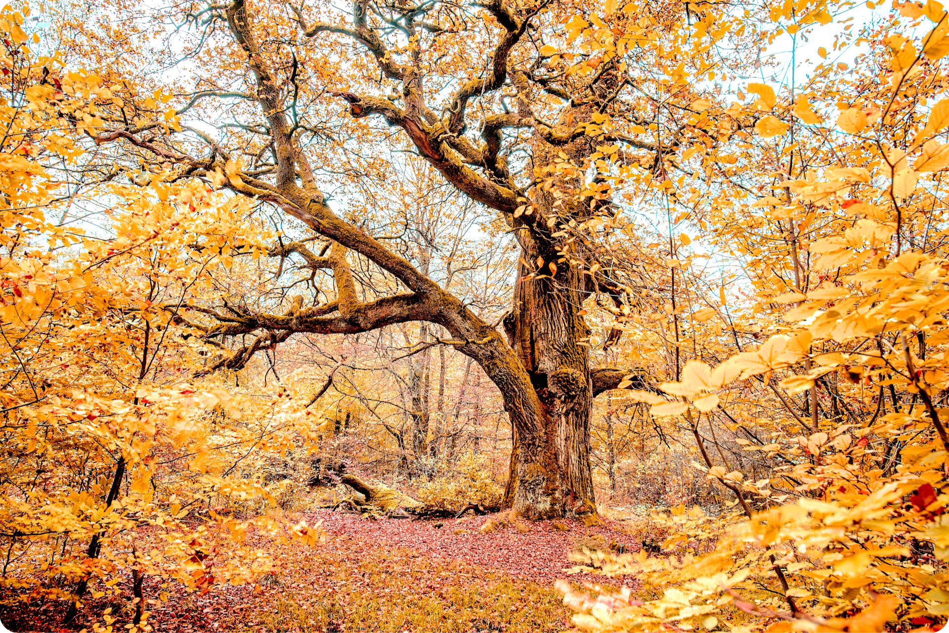 Goldener Herbst im Reinhardswald