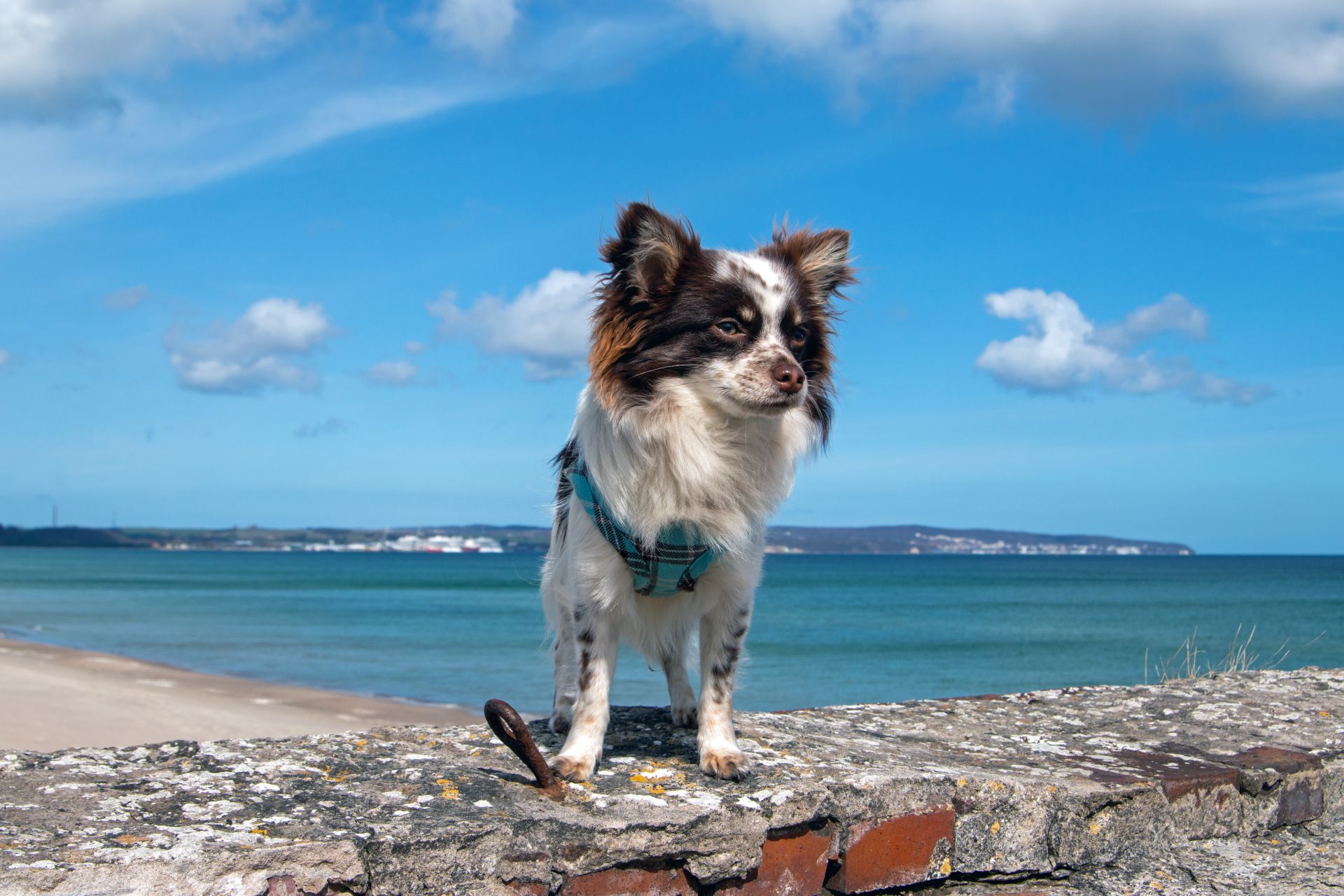 Chihuahua am Strand von Prora auf der Insel Rügen