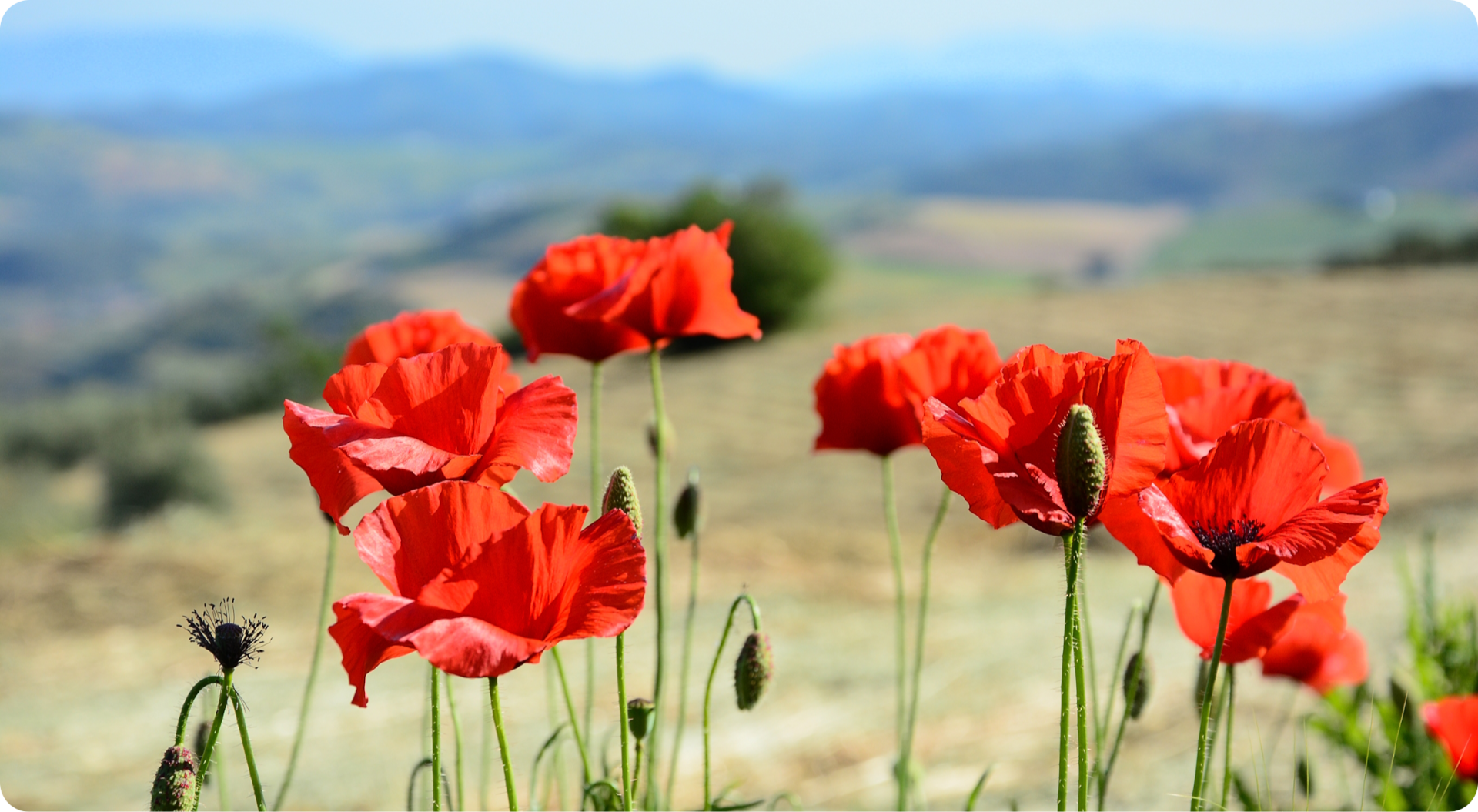 Mohn in Andalusien Mohn in Andalusien