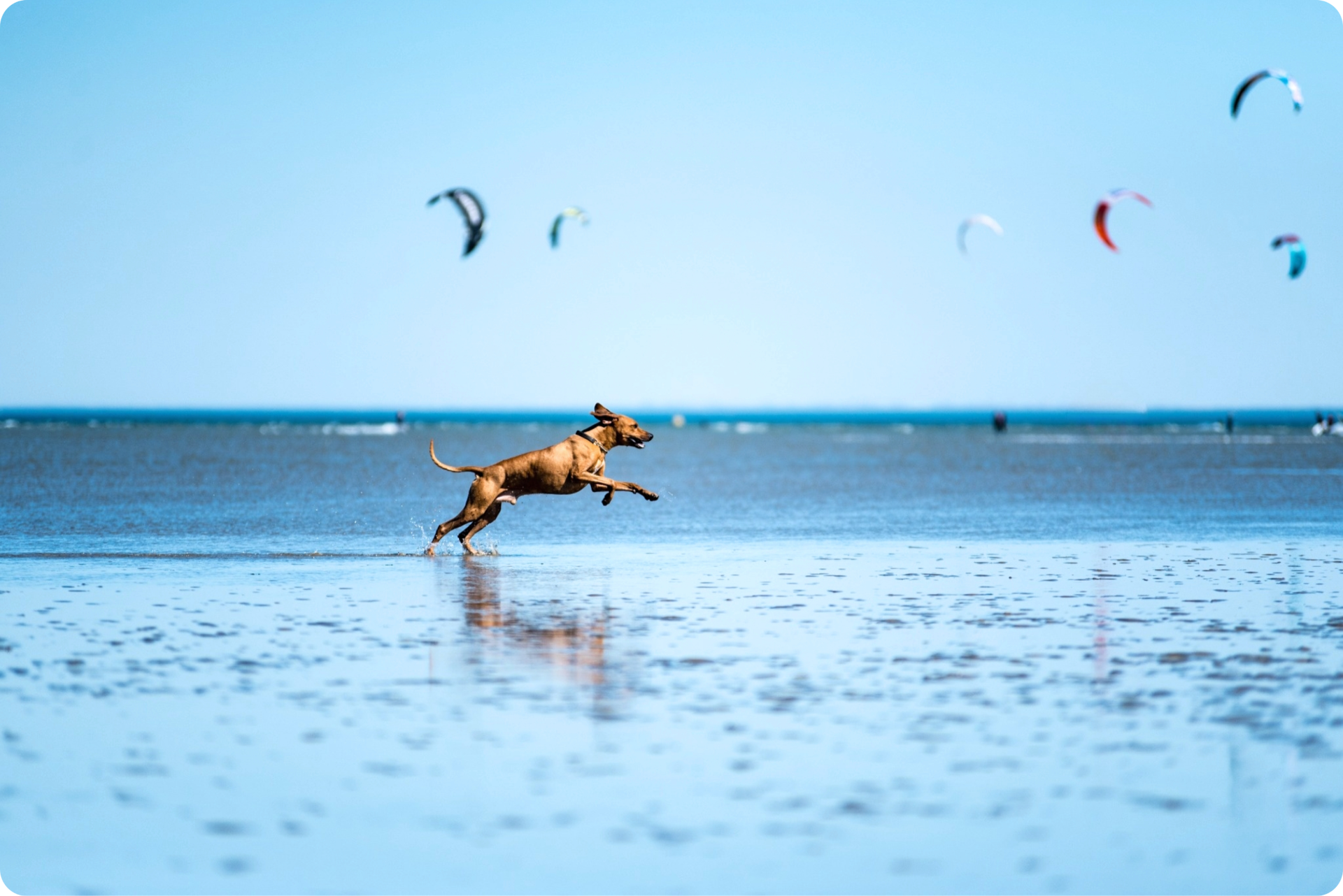 Hundestrand Schillig