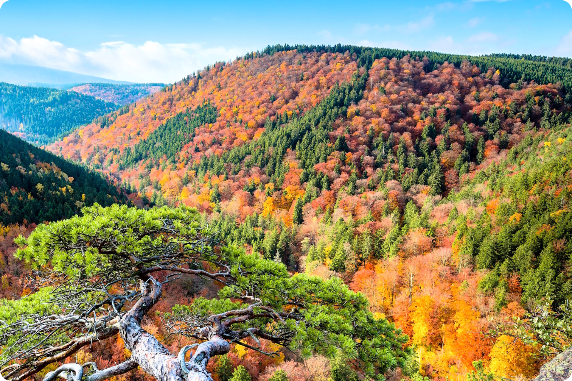 Goldener Hebst im Harz