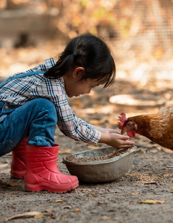 familienfreundliche_ferienwohnungen_bauernhof_schleswig_holstein familienfreundliche_ferienwohnungen_bauernhof_schleswig_holstein