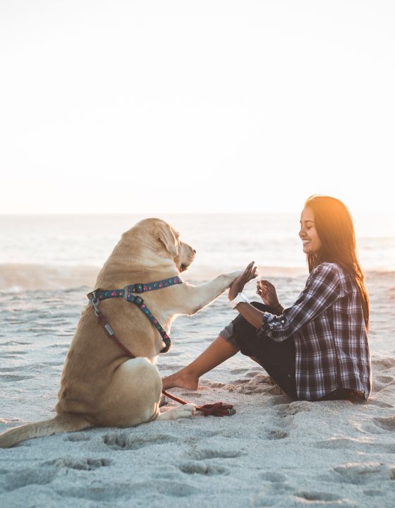 ferienwohnungen_ferienhaeuser_urlaub_mit_hund_an_der_nordsee_teaser