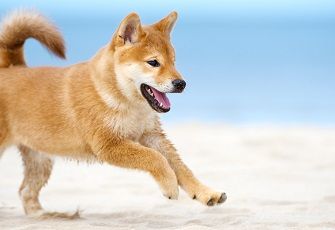 Themenbox Urlaub mit Hund an der Ostsee.590x230 Themenbox Urlaub mit Hund an der Ostsee.590x230