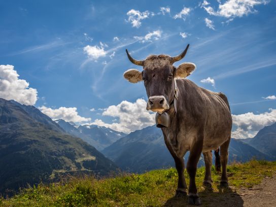 Störer Sölden (Tirol) Störer Sölden (Tirol)