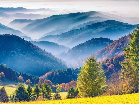 Lastminute Schwarzwald Wald - Funny Studio