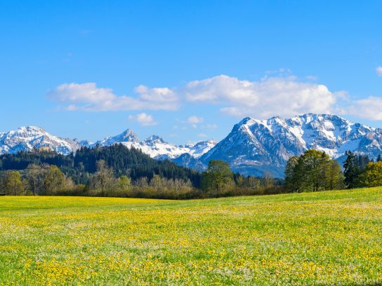 Allgäu Störer Allgäu Störer