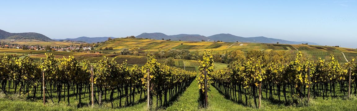 Urlaub in der Pfalz_Title.1320x360 Urlaub in der Pfalz_Title.1320x360