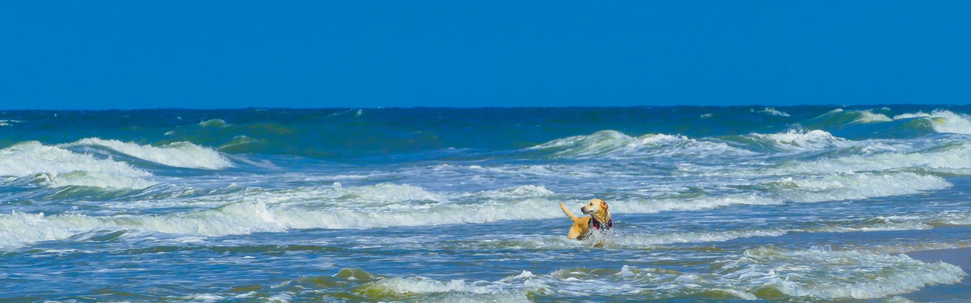 Hundestrand: Viel Spaß beim Toben in den Wellen der Ostsee