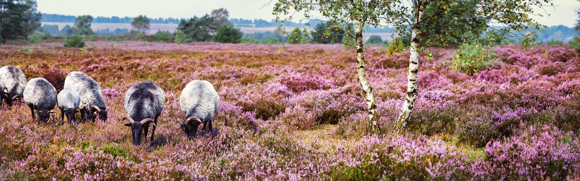 Landkreis Lüneburg Titelbild Landkreis Lüneburg Titelbild