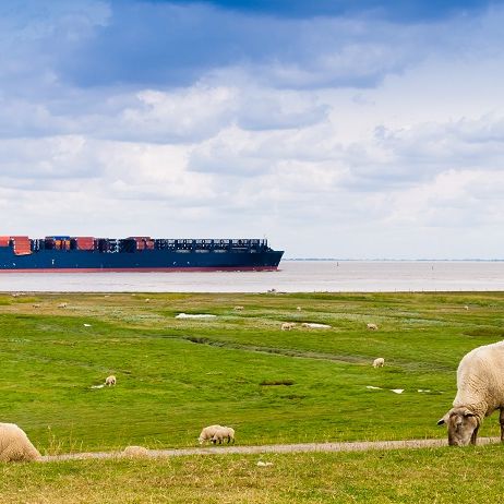 Containerschiff und Deichschafe an der Elbe