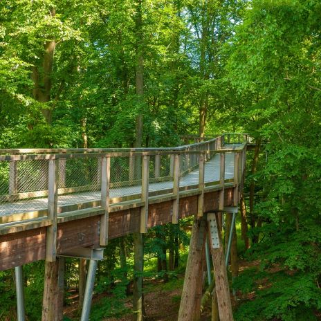 Weg durch die Baumwipfel bei Prora auf Rügen Weg durch die Baumwipfel bei Prora auf Rügen