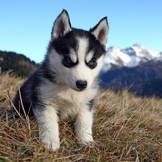Themenbox Ferienhaus & Ferienwohnung_Urlaub mit Hund in den Bergen_ 590x230_BestFewo Themenbox Ferienhaus & Ferienwohnung_Urlaub mit Hund in den Bergen_ 590x230_BestFewo