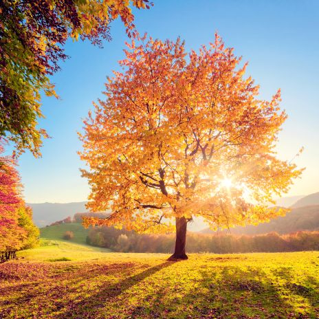 Indian Summer in Deutschland - ©Leonid Tit/stock.adobe.com Indian Summer in Deutschland - ©Leonid Tit/stock.adobe.com