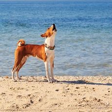 Themenbox Ferienhaus & Ferienwohnung_Urlaub mit Hund in Zinnowitz_590x230_BestFewo Themenbox Ferienhaus & Ferienwohnung_Urlaub mit Hund in Zinnowitz_590x230_BestFewo