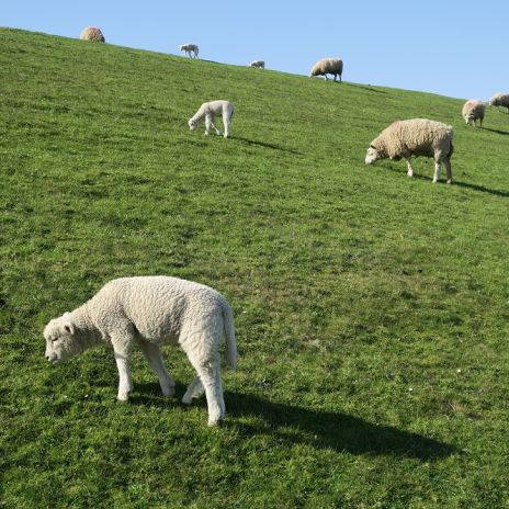 Grasende Schafe am Deich auf der Halbinsel Eiderstedt