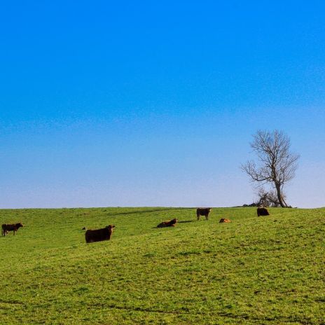 Weideland in der Mecklenburgischen Schweiz