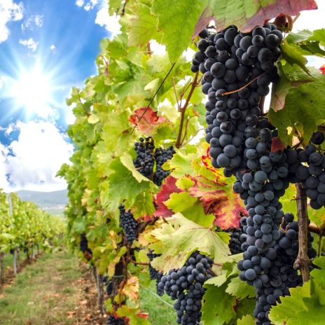 Weinlese in der Pfalz Weinlese in der Pfalz