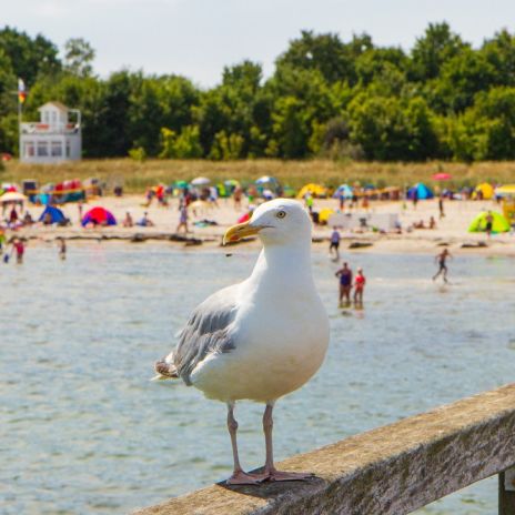 Strand von Boltenhagen