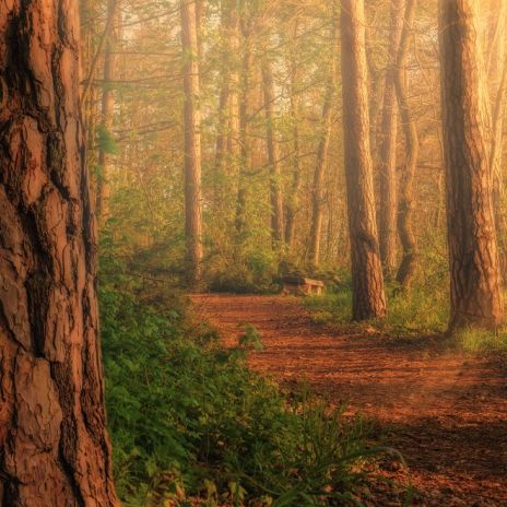 Waldweg bei Krakow am See Waldweg bei Krakow am See