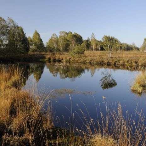 Hochmoor Kendlmühlfilzen bei Übersee