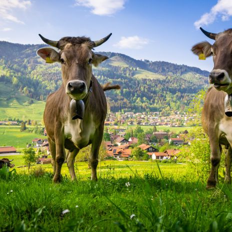Kühe im Allgäu bei Oberstaufen