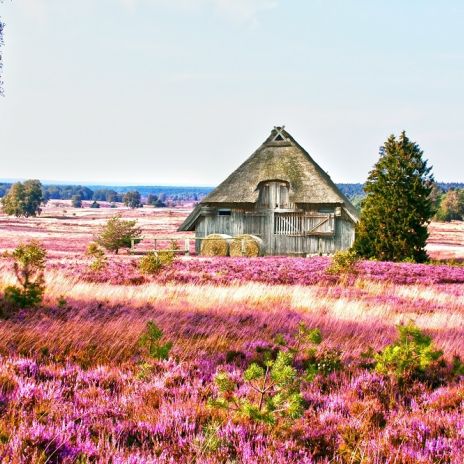Reetdach in der Lüneburger Heide Reetdach in der Lüneburger Heide