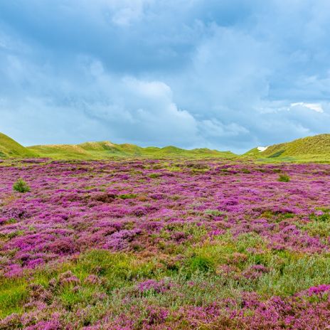 Blühende Heide auf Amrum