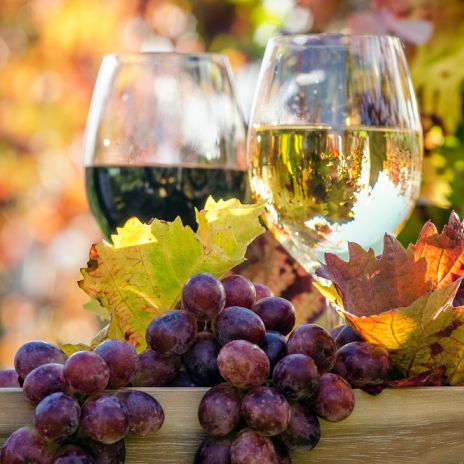 Weinprobe im Herbst Weinprobe im Herbst