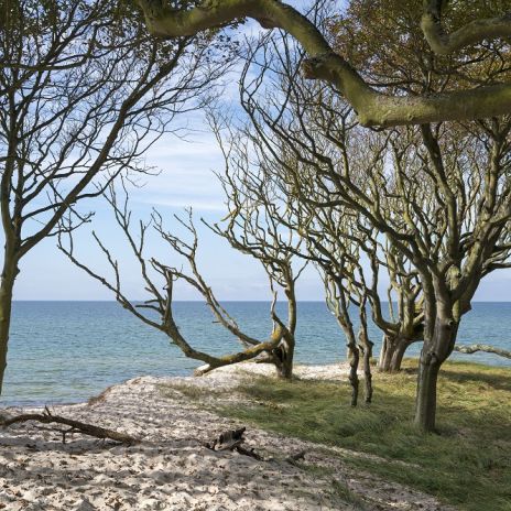 Darßwald und Ostsee auf dem Darß