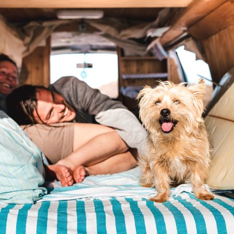 Hundefreundliche Ferienwohnungen und Ferienhäuser in Nordrhein-Westfalen