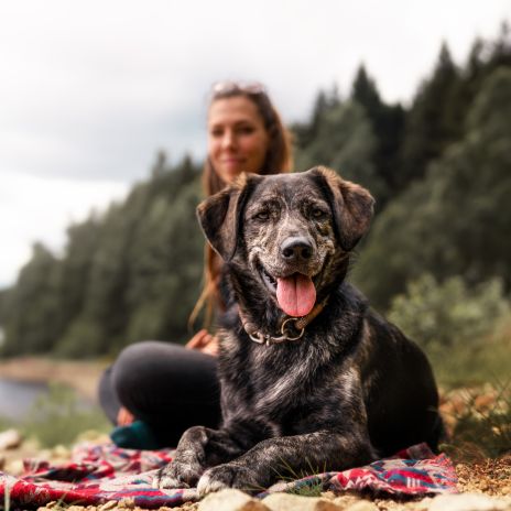 Hundefreundliche Ferienwohnungen und Ferienhäuser in Rheinland-Pfalz Hundefreundliche Ferienwohnungen und Ferienhäuser in Rheinland-Pfalz