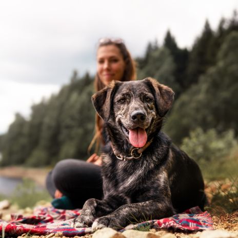 Hundefreundliche Ferienwohnungen und Ferienhäuser in Rheinland-Pfalz