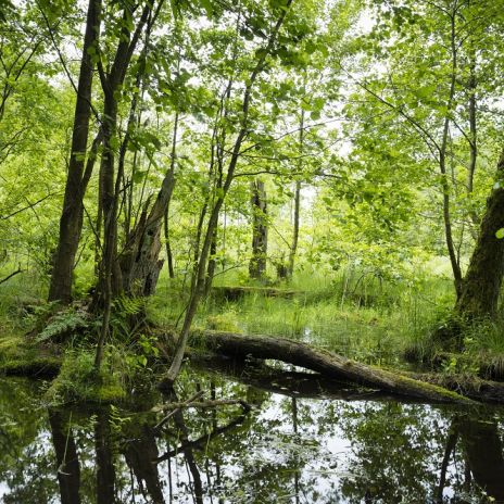 Feuchtgebiet im Müritz-Nationalpark