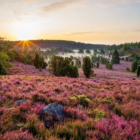 Sonnenaufgang am Totengrund in der Lüneburger Heide