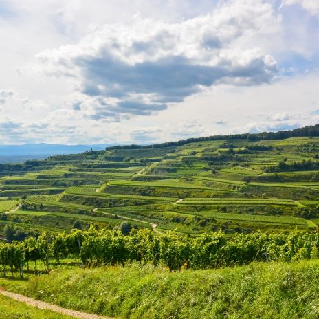 Weinbau im Kaiserstuhl in Baden-Württemberg Weinbau im Kaiserstuhl in Baden-Württemberg