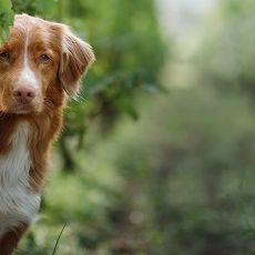 Themenbox Ferienhaus & Ferienwohnung_Urlaub mit Hund in der Pfalz_590x230_BestFewo