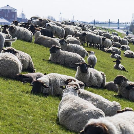 Schafe auf dem Deich in Norddeich