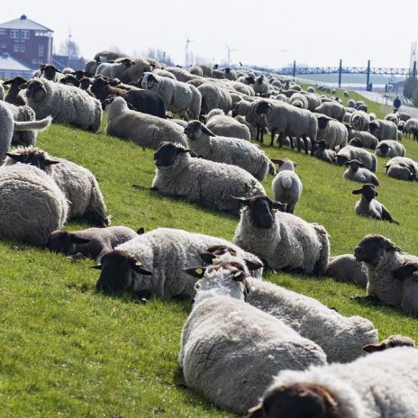 Schafe auf dem Deich in Norddeich Schafe auf dem Deich in Norddeich